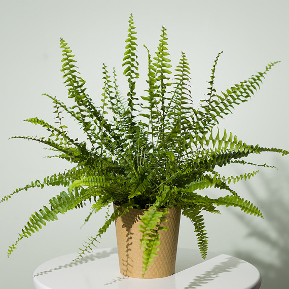Mt09 Chain Sprocket Set 525 Pitch - Boston Fern Plant