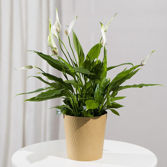 Mt09 Chain Sprocket Set 525 Pitch - Peace Lily Plant