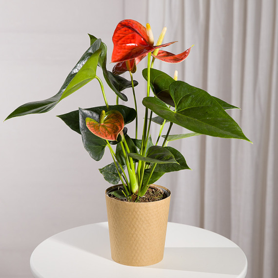 Mt09 Chain Sprocket Set 525 Pitch - Coral Anthurium Plant