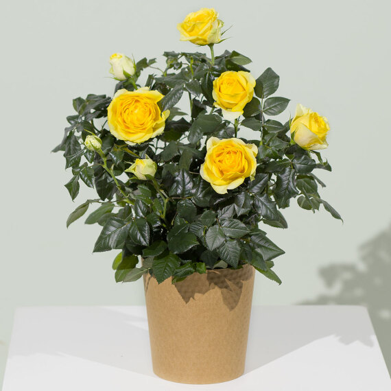 Mt09 Chain Sprocket Set 525 Pitch - Yellow Rose Plant