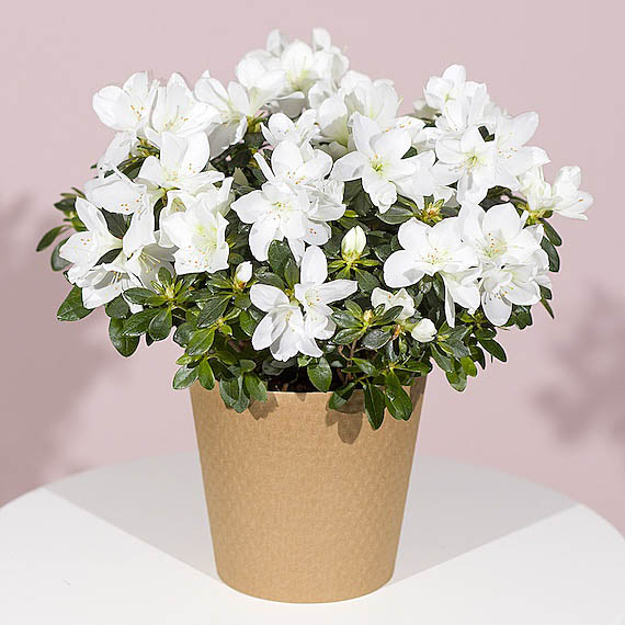 Mt09 Chain Sprocket Set 525 Pitch - White Azalea Plant