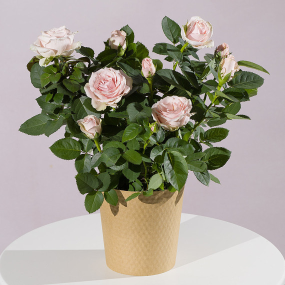 Mt09 Chain Sprocket Set 525 Pitch - Pink Rose Plant