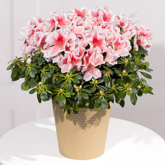 Mt09 Chain Sprocket Set 525 Pitch - Pink Azalea Plant