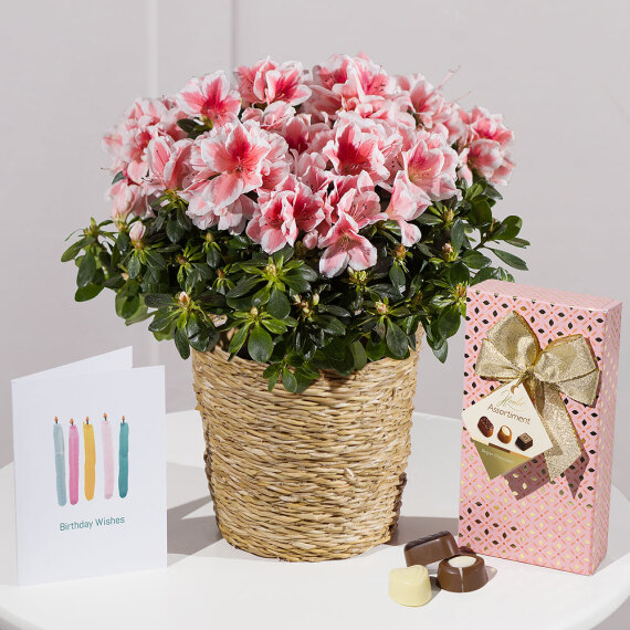 Mt09 Chain Sprocket Set 525 Pitch - Happy Birthday Azalea Gift