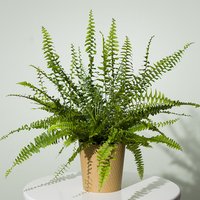 Boston Fern Plant - Mt09 Chain Sprocket Set 525 Pitch review and price