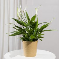 Peace Lily Plant - Mt09 Chain Sprocket Set 525 Pitch review and price