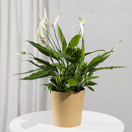 Peace Lily Plant - Mt09 Chain Sprocket Set 525 Pitch review and price