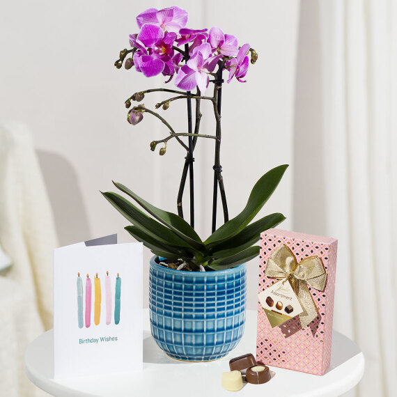 Phalaenopsis Birthday Gift - Mt09 Chain Sprocket Set 525 Pitch review and price
