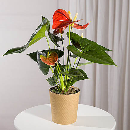 Coral Anthurium Plant - Mt09 Chain Sprocket Set 525 Pitch review and price