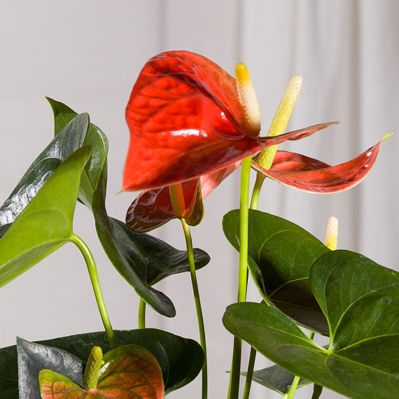 Coral Anthurium Plant - Mt09 Chain Sprocket Set 525 Pitch review and price
