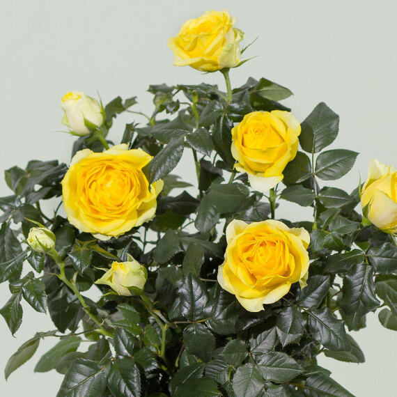 Yellow Rose Plant - Mt09 Chain Sprocket Set 525 Pitch review and price