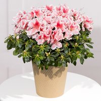 Pink Azalea Plant - Mt09 Chain Sprocket Set 525 Pitch review and price