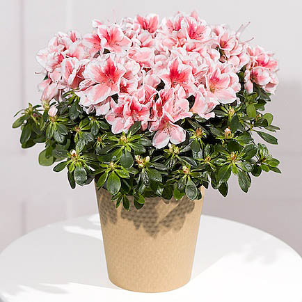 Pink Azalea Plant - Mt09 Chain Sprocket Set 525 Pitch review and price