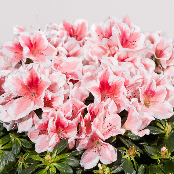 Pink Azalea Plant - Mt09 Chain Sprocket Set 525 Pitch review and price