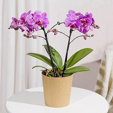 Phalaenopsis Orchid - Mt09 Chain Sprocket Set 525 Pitch review and price