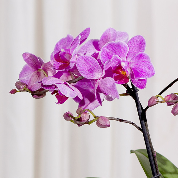 Phalaenopsis Orchid - Mt09 Chain Sprocket Set 525 Pitch review and price